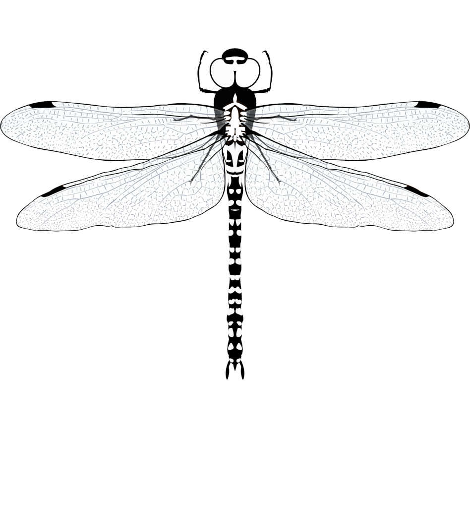 CleanWaterFoundation
